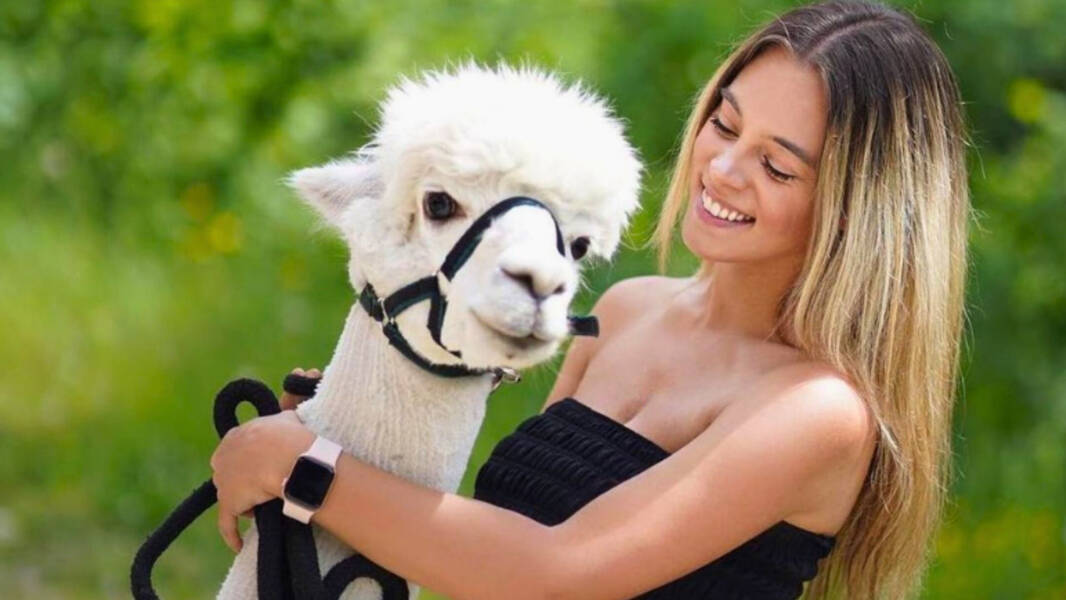 Passeggiata con Alpaca